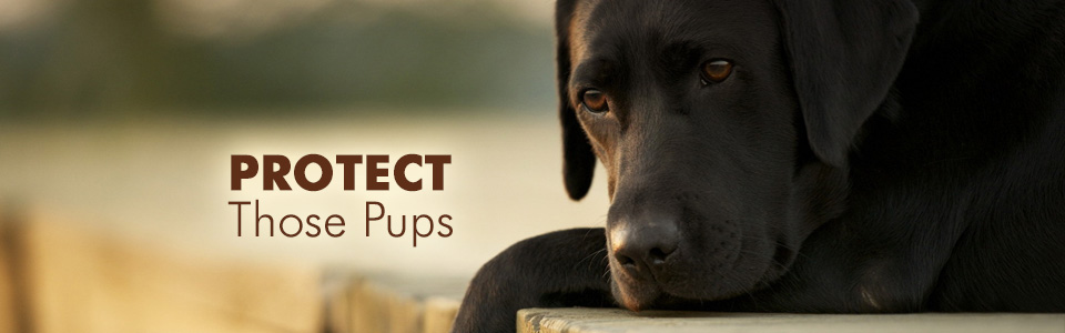 Protect Those Pups