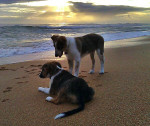 dogs on the beach